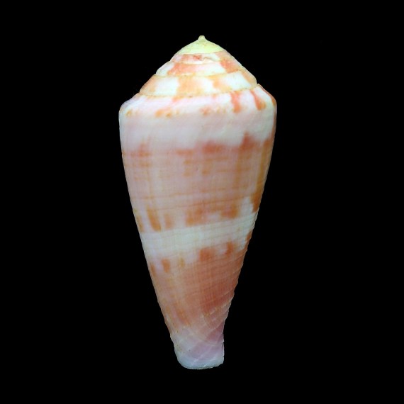 pertusus amabilis 52,0mm
