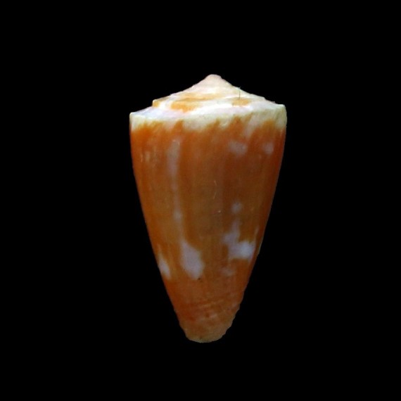 magellanicus 15,3mm