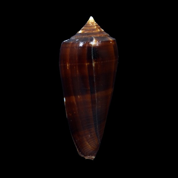 neptunus colorvariegatus 58,4mm