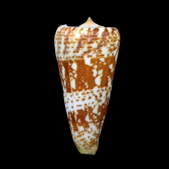 thomae 80,5mm GERONTIC