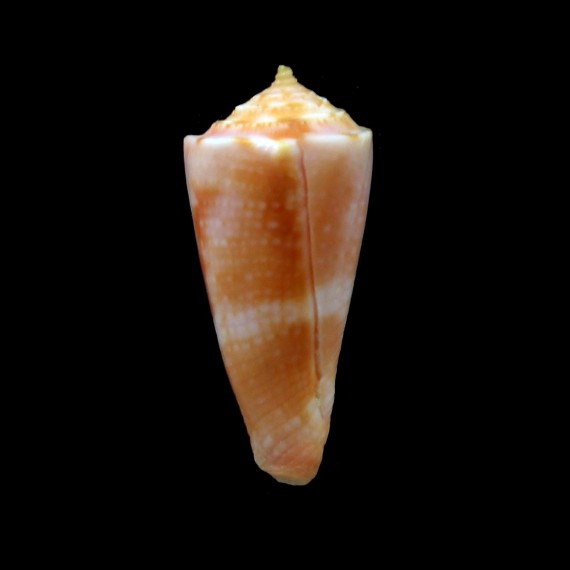 lizarum 27,0mm RARE