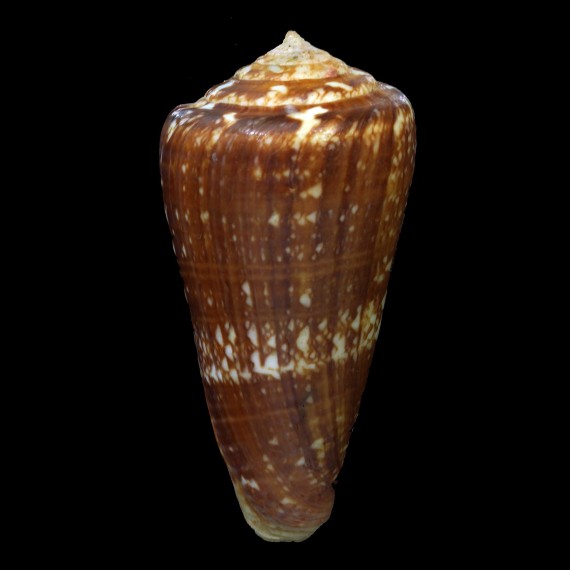 immelmani 79,0mm RARE
