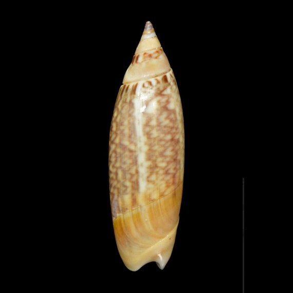 lutaria