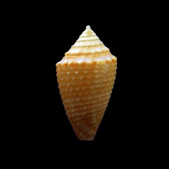 henckesi 15,5mm