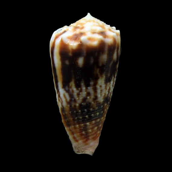 moluccensis 44,3mm