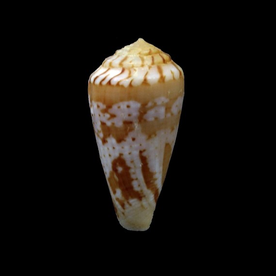 algoensis scitulus 28,2mm