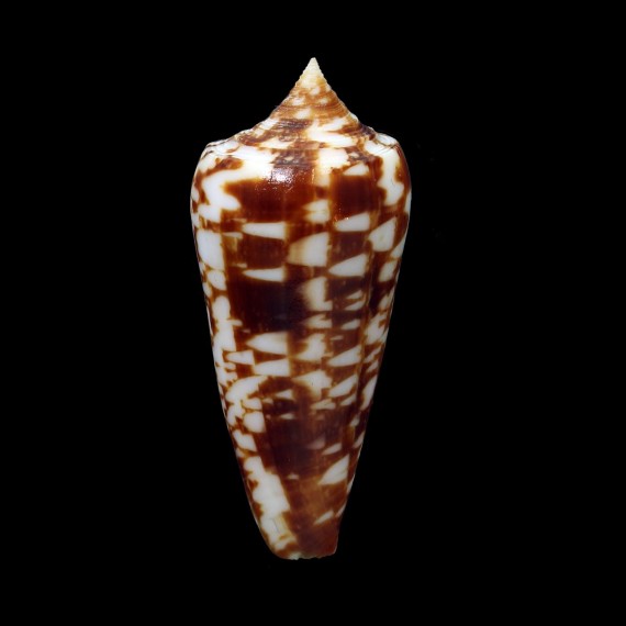 neptunus colorvariegatus 57,2mm