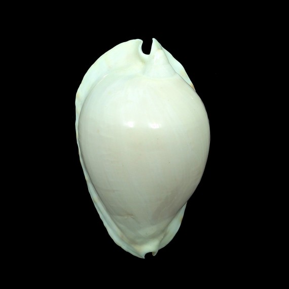 marginata albayensis 63,6mm