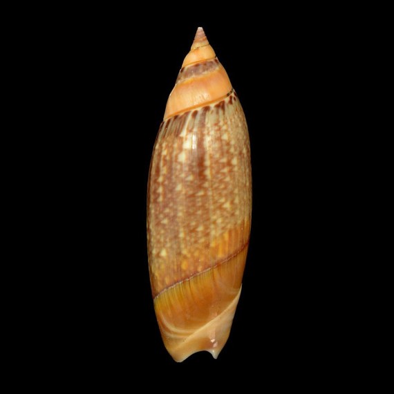 lutaria