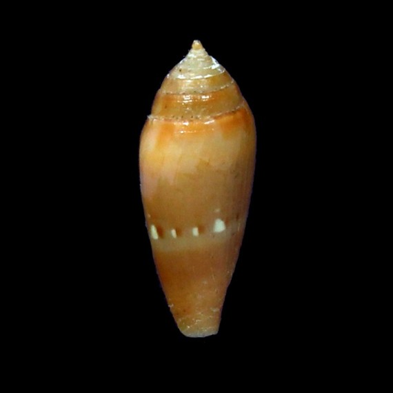 nucleus 20,5mm