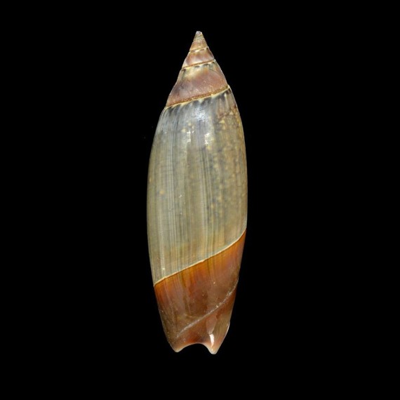lutaria
