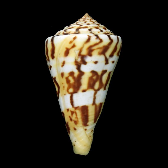 centurio 75,8mm