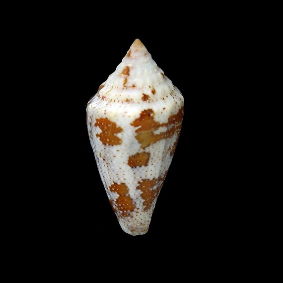 curassaviensis 34,0mm