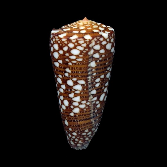 nobilis skinneri 57,0mm