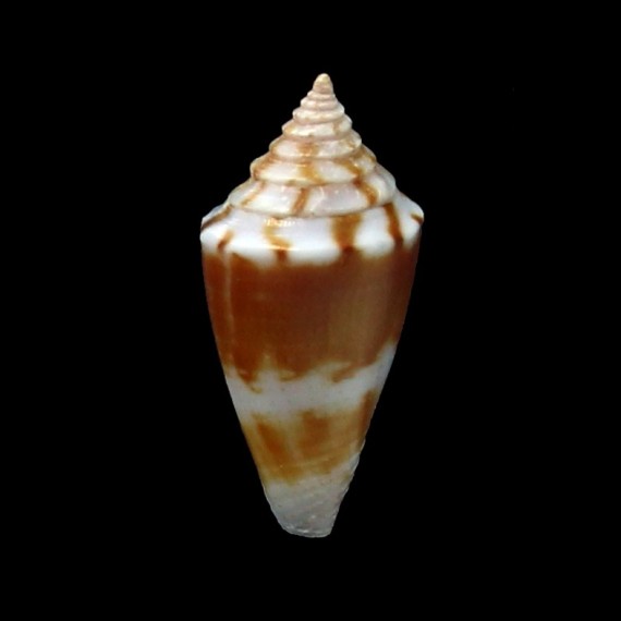 garywilsoni 18,2mm