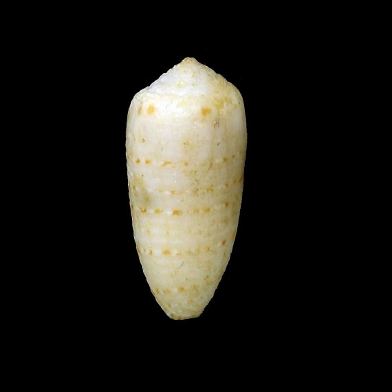 terryni 26,1mm RARE