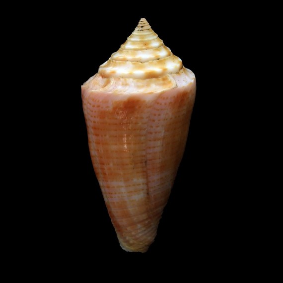ericmonnieri 43,1mm