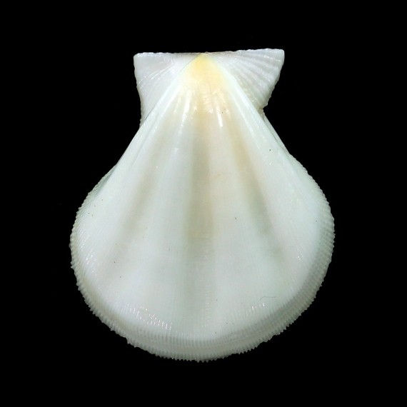 plica 37,4mm ALBINO