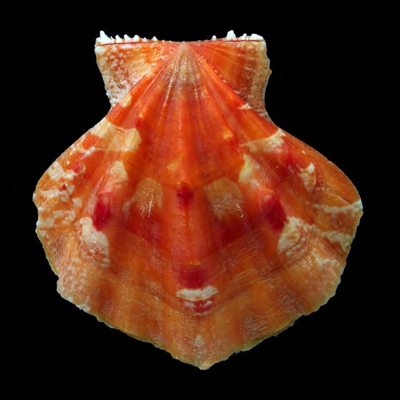 crammerorum 47,4mm RARE COLOR