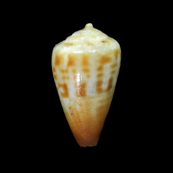 brianhayesi 21,4mm RARE