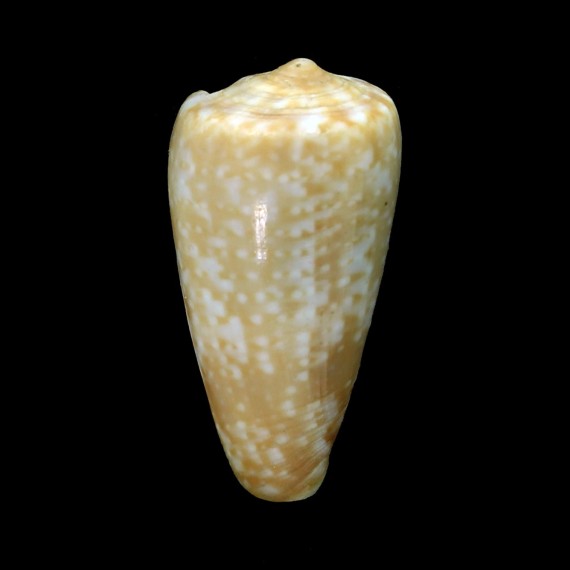chiapponorum 34,3mm