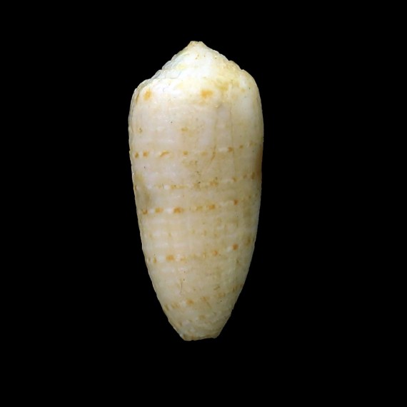 terryni 26,2mm RARE