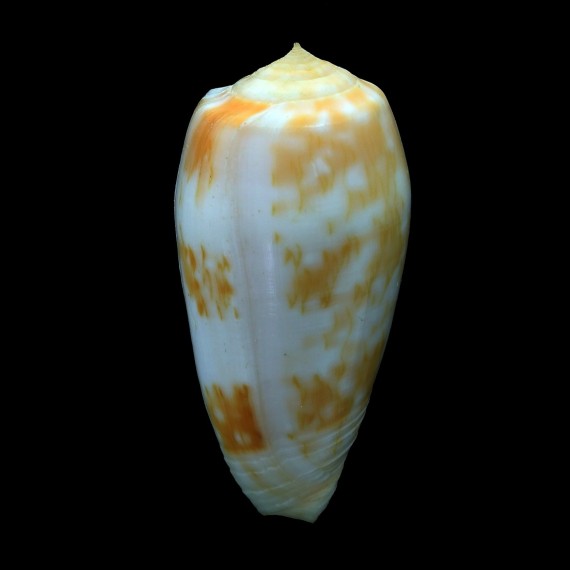 julii 58,1mm BIG