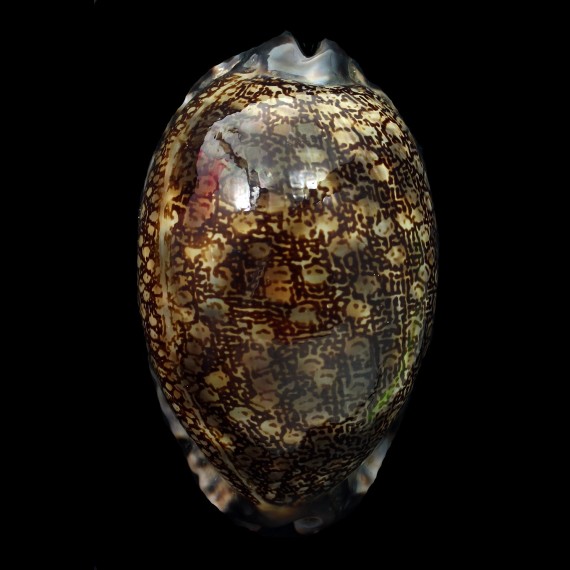 arabica immanis 91,2mm