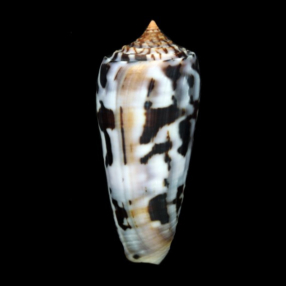 gubernator 90,2mm