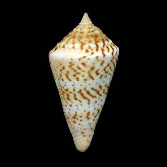 delesserti 76,4mm