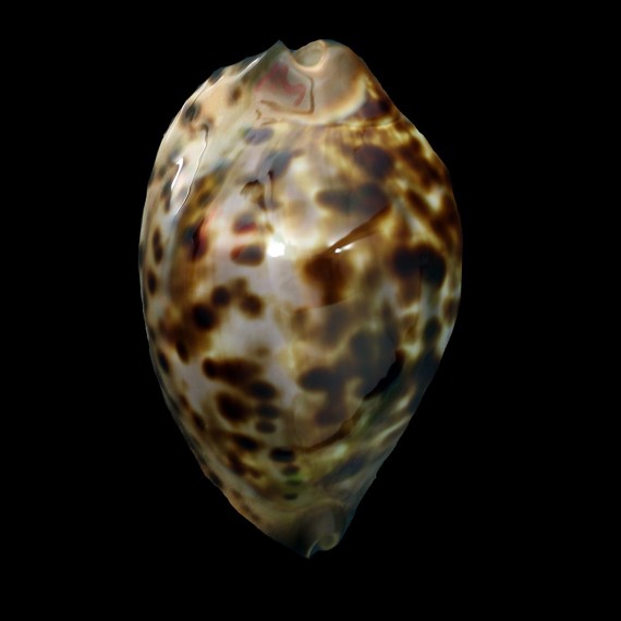 jeaniana sherylae 63,2mm