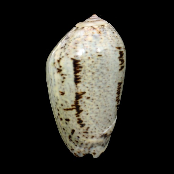 incrassata 74,6mm