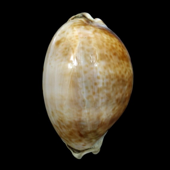lynx williamsi 59,7mm BUBBLE SHAPE