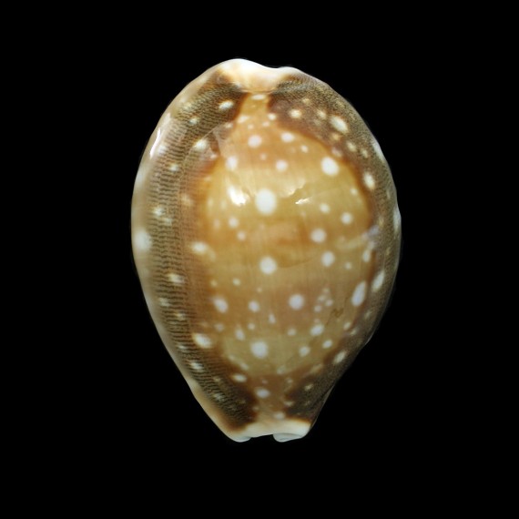 vitellus polynesiae 58,4mm
