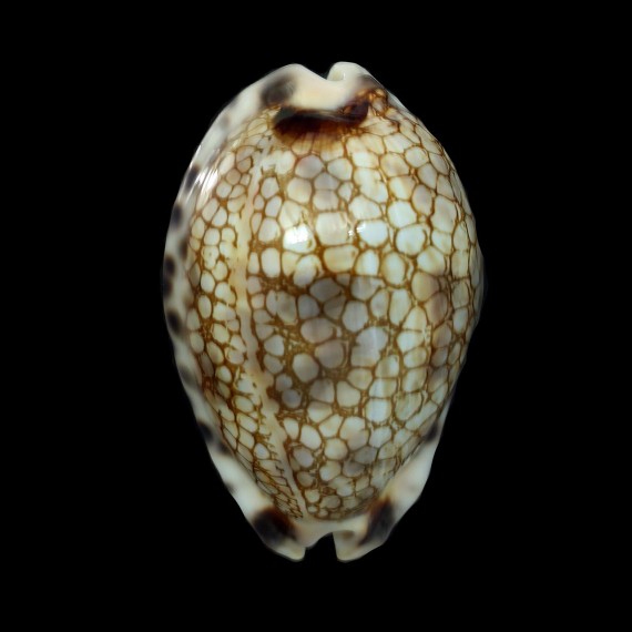 histrio 59,3mm