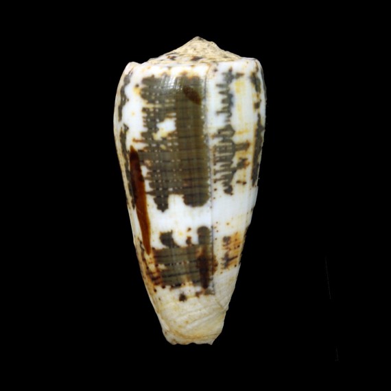 magus assimilis 67,1mm