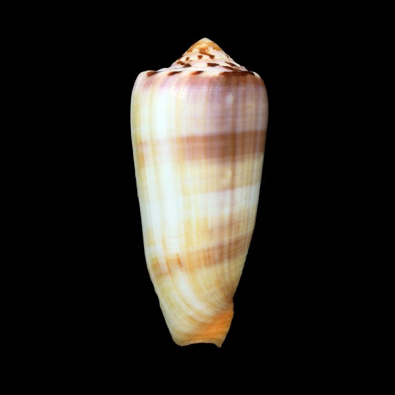 circumcisus brazieri 88,5mm