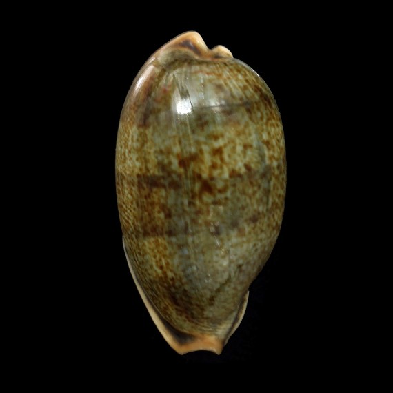 caurica elongata 60,4mm