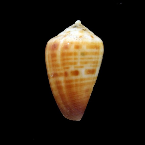 brianhayesi 21,3mm RARE