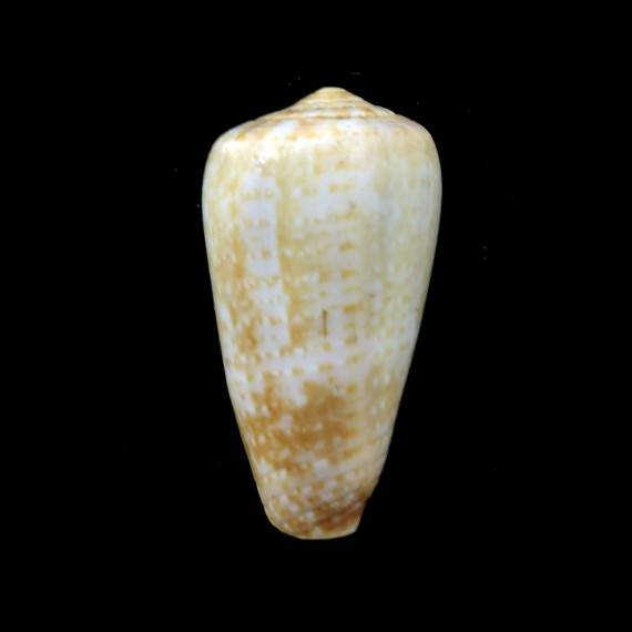 chiapponorum 42,4mm BIG