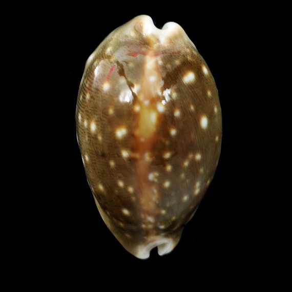 vitellus 50,4mm Rostrate
