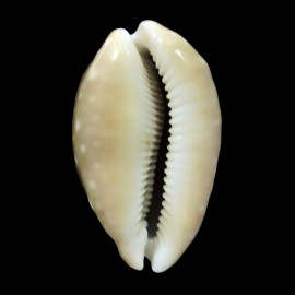 vitellus 50,4mm Rostrate
