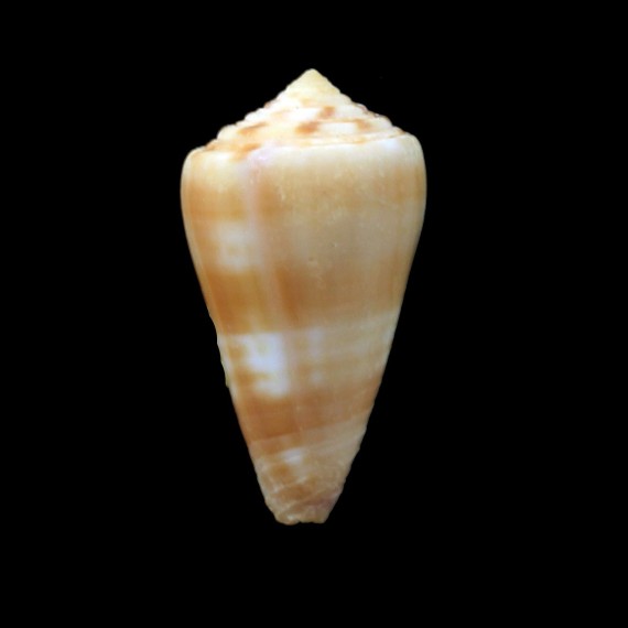suturatus sandwichensis 28,1mm