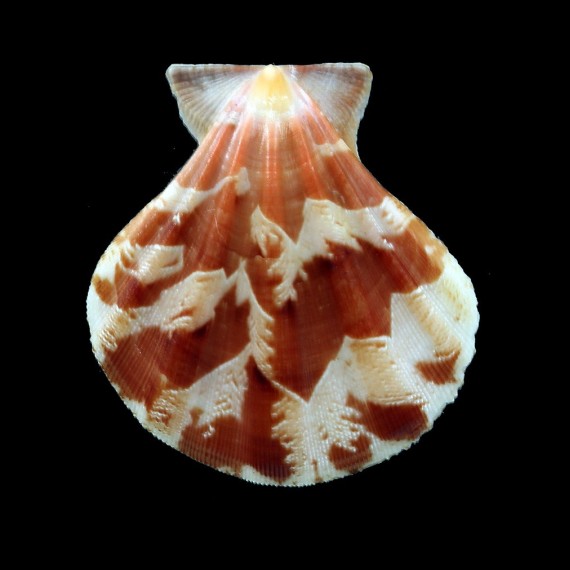 plica 42,8mm