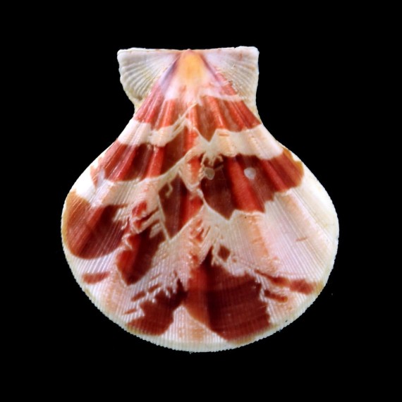 plica 40,1mm