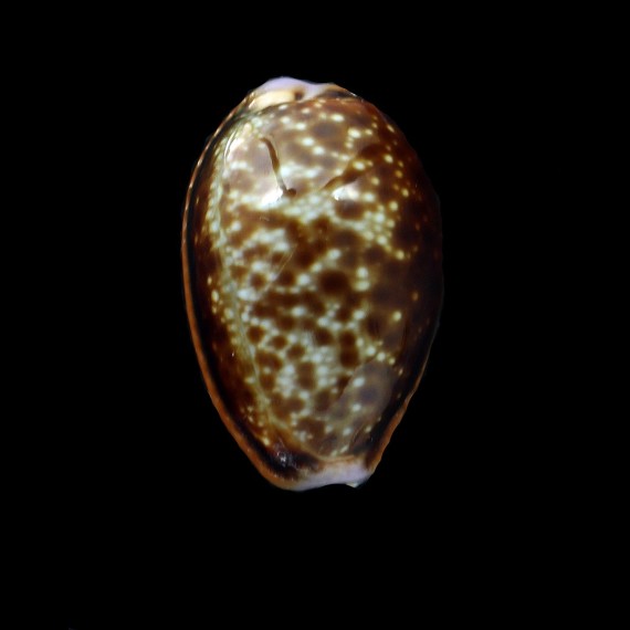 helvola 29,8mm