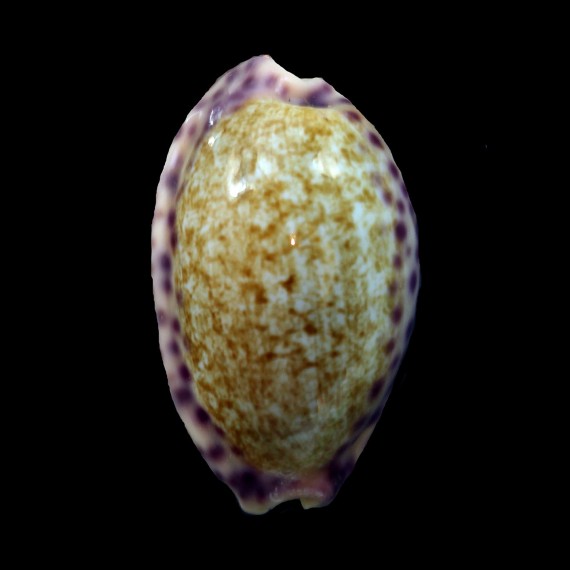 chinensis violacea 36,8mm