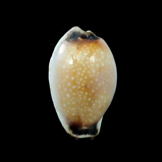 gangranosa rentsii 22,8mm