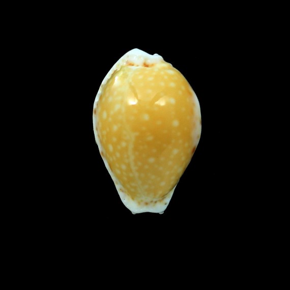 cernica tomlini 25,0mm