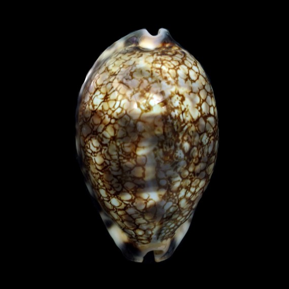 histrio 65,3mm